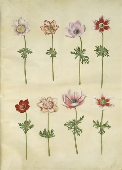 Anemone coronaria (fransk anemone) av Hans Simon Holtzbecker