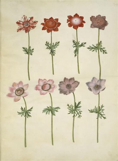 Anemone coronaria (fransk anemone) av Hans Simon Holtzbecker