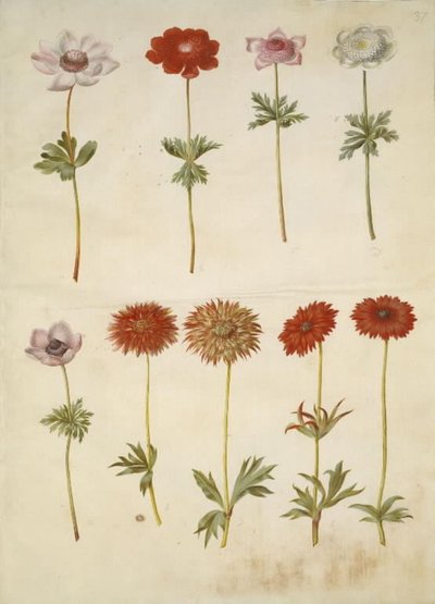 Anemon coronaria (fransk anemon); Anemone ×fulgens (blank anemon) av Hans Simon Holtzbecker