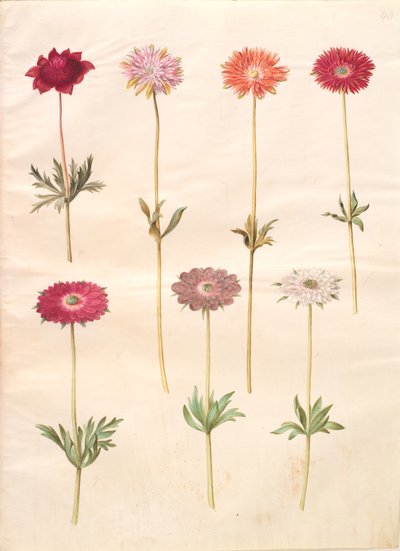 Anemon coronaria (fransk anemon); Anemone ×fulgens (blank anemon) av Hans Simon Holtzbecker