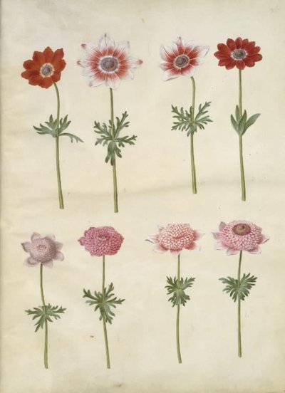 Anemone coronaria L. (fransk anemon); Anemone pavonina (påfågelsanemon) av Hans Simon Holtzbecker
