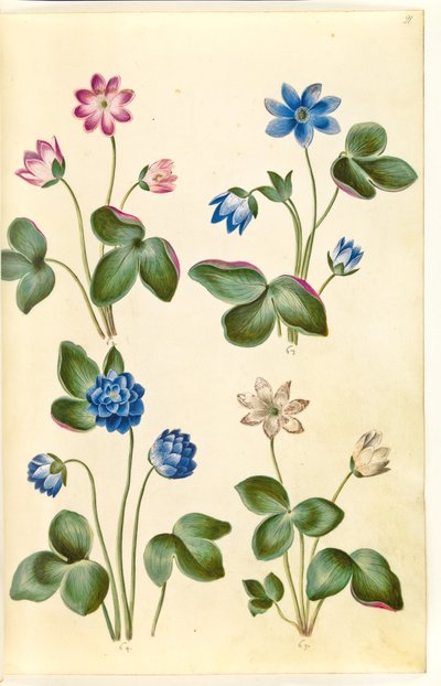 Anemone hepatica (blå anemone) av Hans Simon Holtzbecker