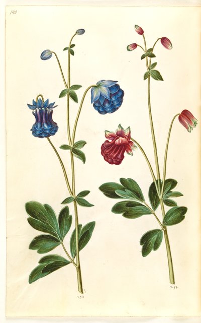 Aquilegia vulgaris (vanlig akleja) av Hans Simon Holtzbecker