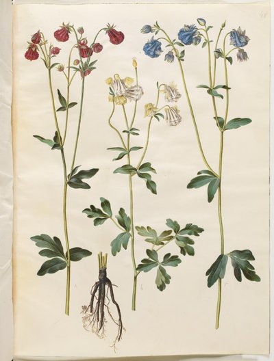 Aquilegia vulgaris (vanlig akleja) av Hans Simon Holtzbecker