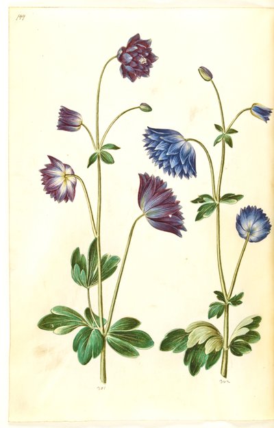 Aquilegia vulgaris (vanlig akleja) av Hans Simon Holtzbecker