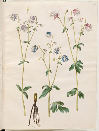 Aquilegia vulgaris (vanlig akleja) av Hans Simon Holtzbecker