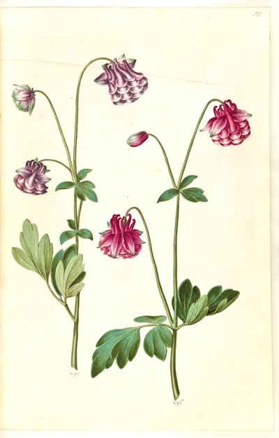 Aquilegia vulgaris (vanlig akleja) av Hans Simon Holtzbecker