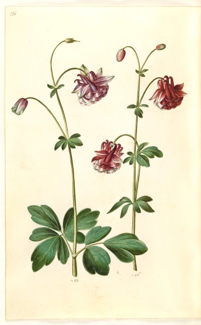 Aquilegia vulgaris (vanlig akleja) av Hans Simon Holtzbecker