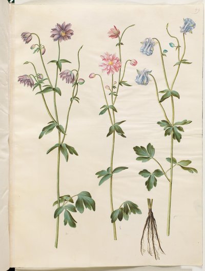 Aquilegia vulgaris (vanlig akleja) av Hans Simon Holtzbecker