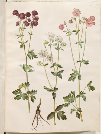 Aquilegia vulgaris (vanlig akleja) av Hans Simon Holtzbecker