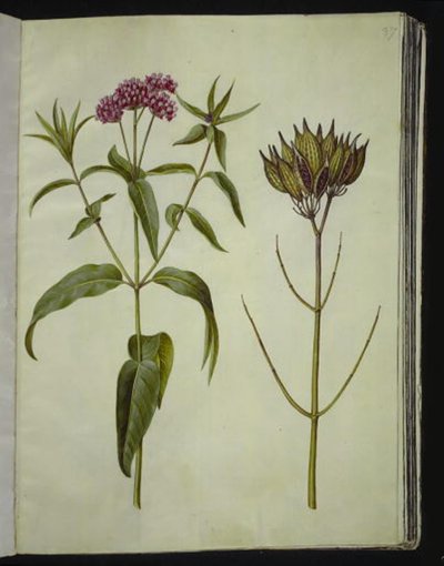 Asclepias incarnata (rosa-silkeplante) av Hans Simon Holtzbecker