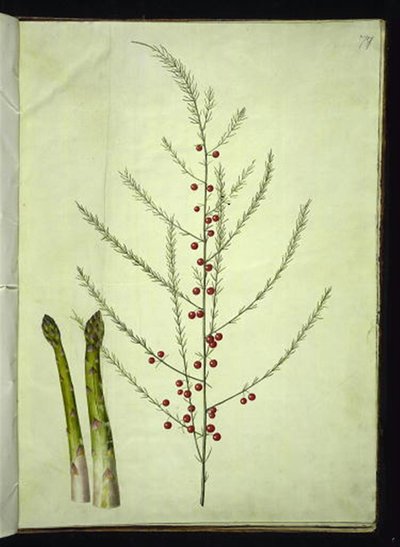 Sparris officinalis (vanlig sparris) av Hans Simon Holtzbecker