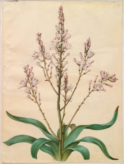 Asphodel ramosus (grön påsklilja) av Hans Simon Holtzbecker