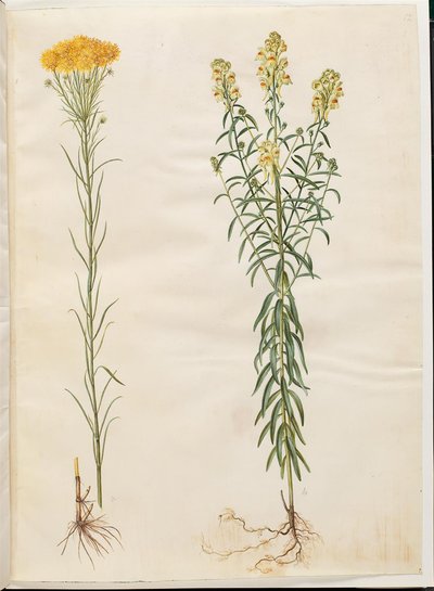 Aster linosyris (guldhårig asters); Linaria vulgaris (vanlig torskmun) av Hans Simon Holtzbecker