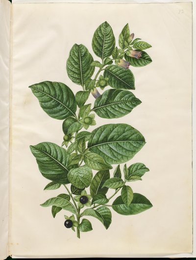 Atropa belladonna (honungsbär) av Hans Simon Holtzbecker