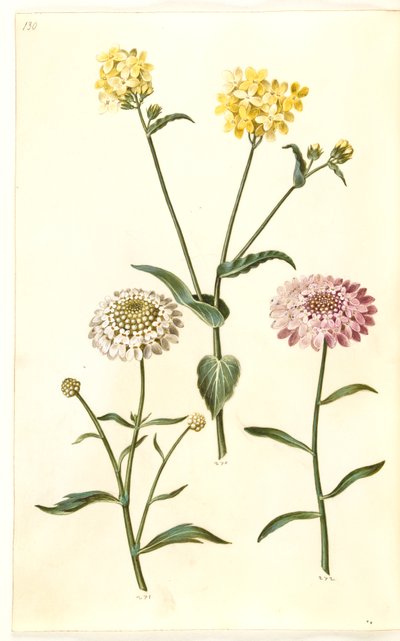 Brassica napus (raps); Iberis amara (bitter rosettblomma) av Hans Simon Holtzbecker