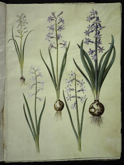 Brimeura amethystina (pyrenisk blå); Orientalisk hyacint (Almindelig hyacint) av Hans Simon Holtzbecker