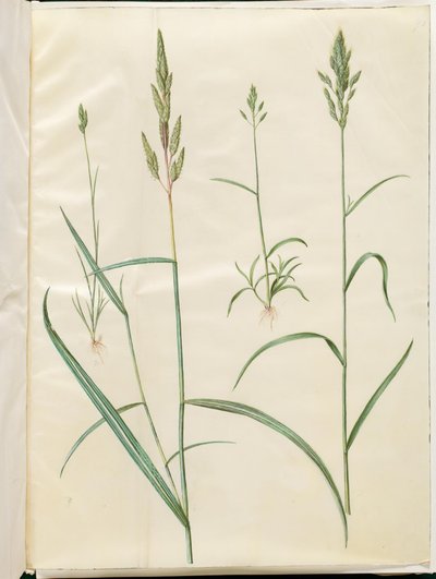 Bromus korn (blød hejre); Phalaris arundinacea av Hans Simon Holtzbecker