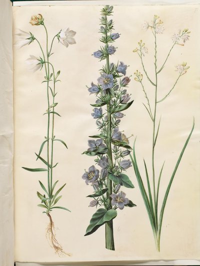 Campanula persicifolia (smalbladet kloke); Pyramidklocka (pyramidklocka); Anthericum ramosum (grenet edderkopurt) av Hans Simon Holtzbecker