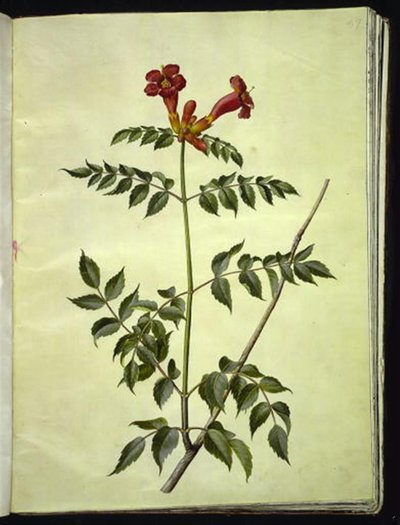 Campsis radicans (vanlig trumpetblomma) av Hans Simon Holtzbecker