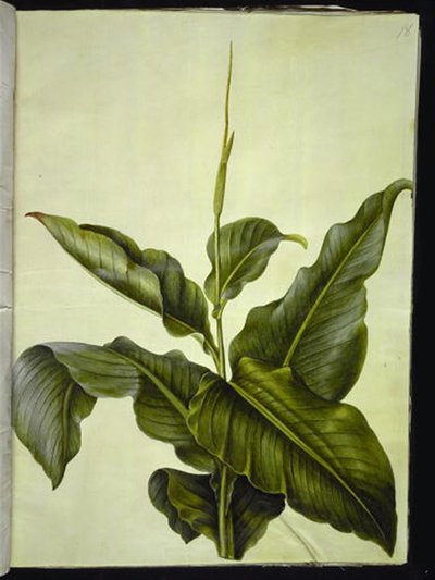 kanna (öga) av Hans Simon Holtzbecker