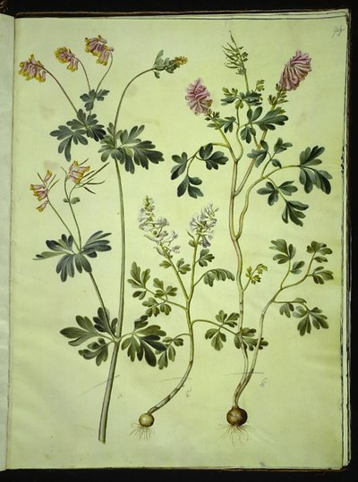 Capnoides sempervirens (harlekin); Corydalis solida (långskaftad larksporre) av Hans Simon Holtzbecker
