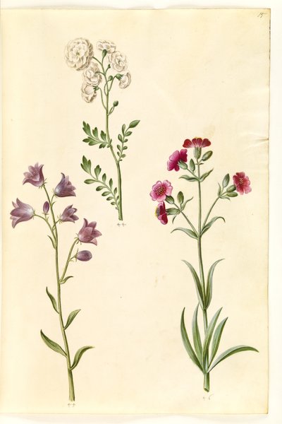 Cardamine pratensis (ängskrässe); Campanula rotundifolia (?) (lidande klocka); Silene vulgaris (?) (blåsmal) av Hans Simon Holtzbecker