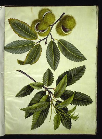 Castanea sativa (äkta kastanj) av Hans Simon Holtzbecker