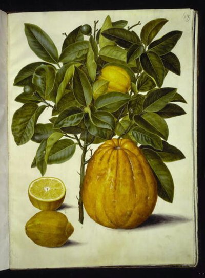 Citrus limon (vanlig citron); Citrus maxima (grapefrukt) av Hans Simon Holtzbecker