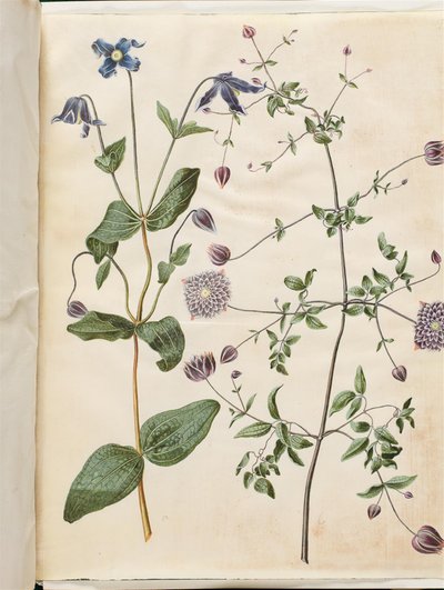 Clematis integrifolia (blå perenn clematis); Clematis viticella (italiensk ranka) av Hans Simon Holtzbecker