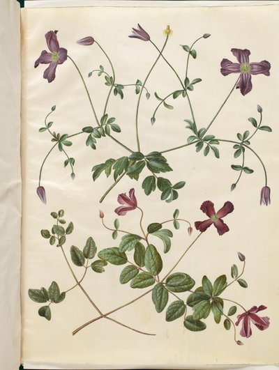Clematis viticella (italiensk skovranke) av Hans Simon Holtzbecker