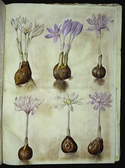 Colchicum autumnale (høst-tidlös) av Hans Simon Holtzbecker