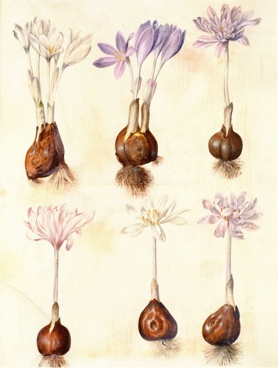 Colchicum autumnale av Hans Simon Holtzbecker
