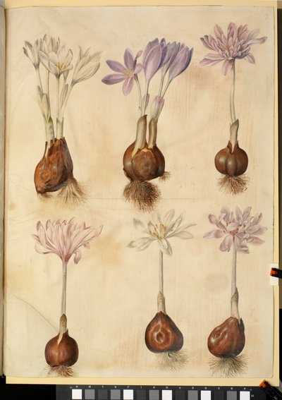 Colchicum autumnale av Hans Simon Holtzbecker