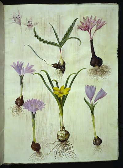 Colchicum brokig (plettet tidløs); Bulbocodium vernum (vår-lysblomst); Sternbergia lutea (almindelig sternbergia) av Hans Simon Holtzbecker
