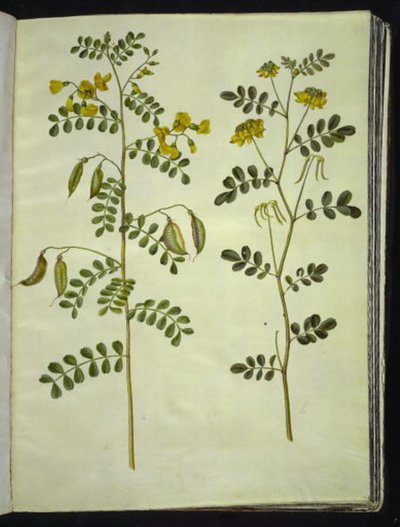 Colutea arborescens (vanlig blåsört); Hippocrepis emerus (busk-hästsko) av Hans Simon Holtzbecker
