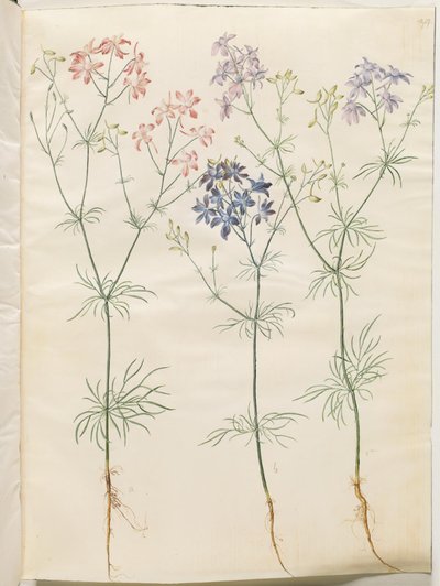 Consolida Regalis (Korn-Riedersfoor) av Hans Simon Holtzbecker