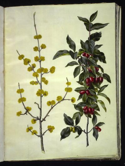 Cornus mas (körsbärskornell) av Hans Simon Holtzbecker