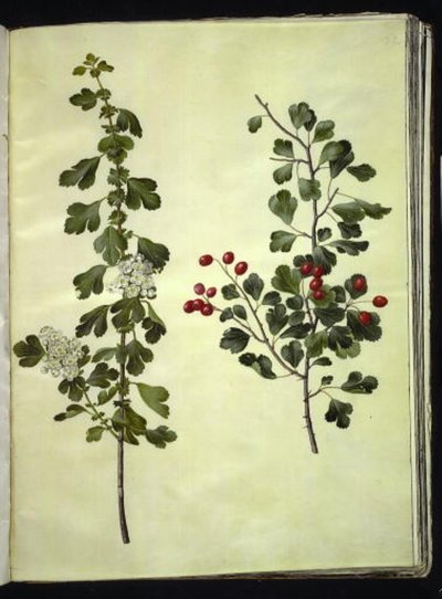 Crataegus laevigata (vanlig hagtorn) av Hans Simon Holtzbecker