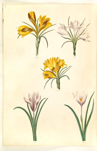 Crocus narrowfolius (Balkankrokus); Crocus versicolor (alpe-krokus); Vårkrokus (?) (vår-krokus) av Hans Simon Holtzbecker