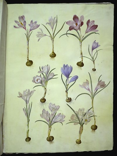 Crocus vernus (vårkrokus) av Hans Simon Holtzbecker