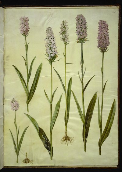 Dactylorhiza maculata (fläckig gökört) av Hans Simon Holtzbecker