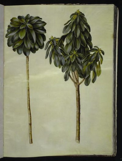 Daphne laureola (laurel-daphne) av Hans Simon Holtzbecker
