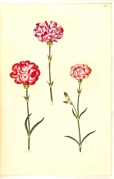 Dianthus caryophyllus (trädgårdsnejlika) av Hans Simon Holtzbecker