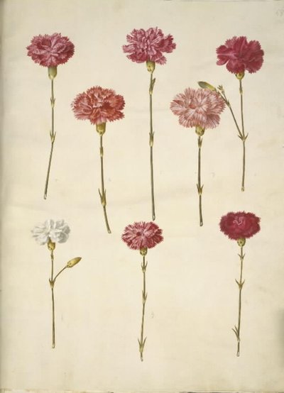 Dianthus caryophyllus (trädgårdsnejlika) av Hans Simon Holtzbecker