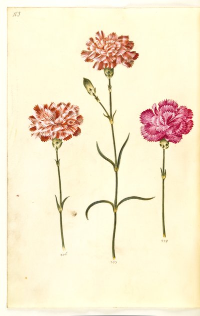 Dianthus caryophyllus (trädgårdsnejlika) av Hans Simon Holtzbecker