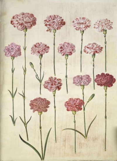 Dianthus caryophyllus (trädgårdsnejlika) av Hans Simon Holtzbecker