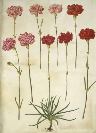 Dianthus caryophyllus (trädgårdsnejlika) av Hans Simon Holtzbecker