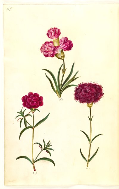 Dianthus caryophyllus (trädgårdsnejlika) av Hans Simon Holtzbecker