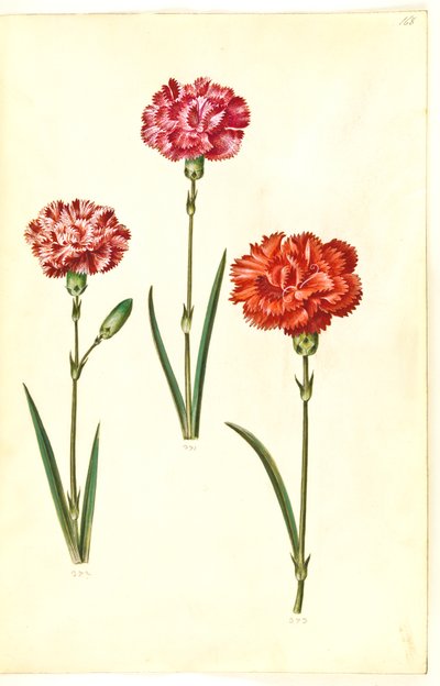 Dianthus caryophyllus (trädgårdsnejlika) av Hans Simon Holtzbecker